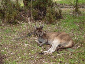 ...in Australia