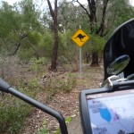 003 Kangaroo and bike