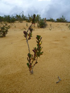 Flower at pinnacles