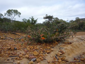 Flower at Lasueur NP