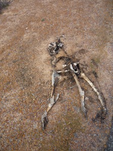 Dry Country