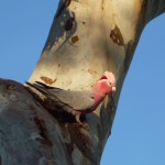 Pink and Grey. Ob die wirklich so heissen???