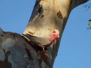 Pink and Grey. If they're really called that way??