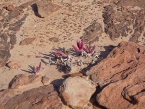 Flower at Kalbarri NP