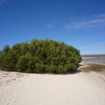 Mangroven im Cape Range NP