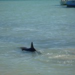 Hunting dolphine at Monkey Mia