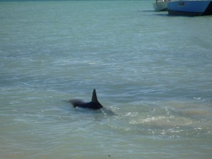 Hunting dolphine at Monkey Mia