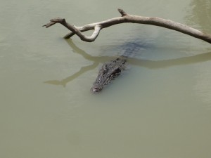 Swimming