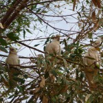 White Kakadoos
