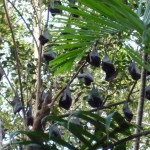 schlafende Flughunde