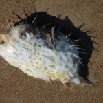 Das Vieh ist so giftig, dass selbest die Möwen da nicht beigehen...