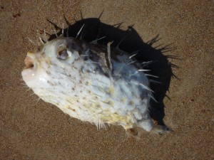 P1100114