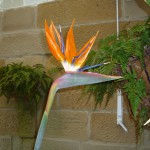 Botanischer Garten, Hobart