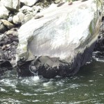 Jumpin' Seal Flash, it's a gas, gas, gas