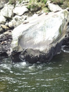 Jumpin' Seal Flash, it's a gas, gas, gas