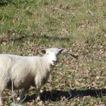 Yummi Lammcurry und Lammcarree in noch gänzlich unverarbeiteter Form; es weiß es nur noch nicht...