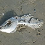 Weder Fleisch noch irgendwie mehr Fisch...