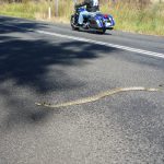 Ein Python beim Sonnenbaden auf dem warmen Asphalt. Keine so gute Idee.