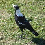 Ich fahr' Taxi... (Insiderwitz, verstehen nur zwei andere Leute und einer davon spielt sogar im nächsten Jahr nur 2. Liga)