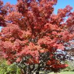 Herbst in Australien.