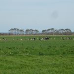 Ups! Schon wieder in Friesland?